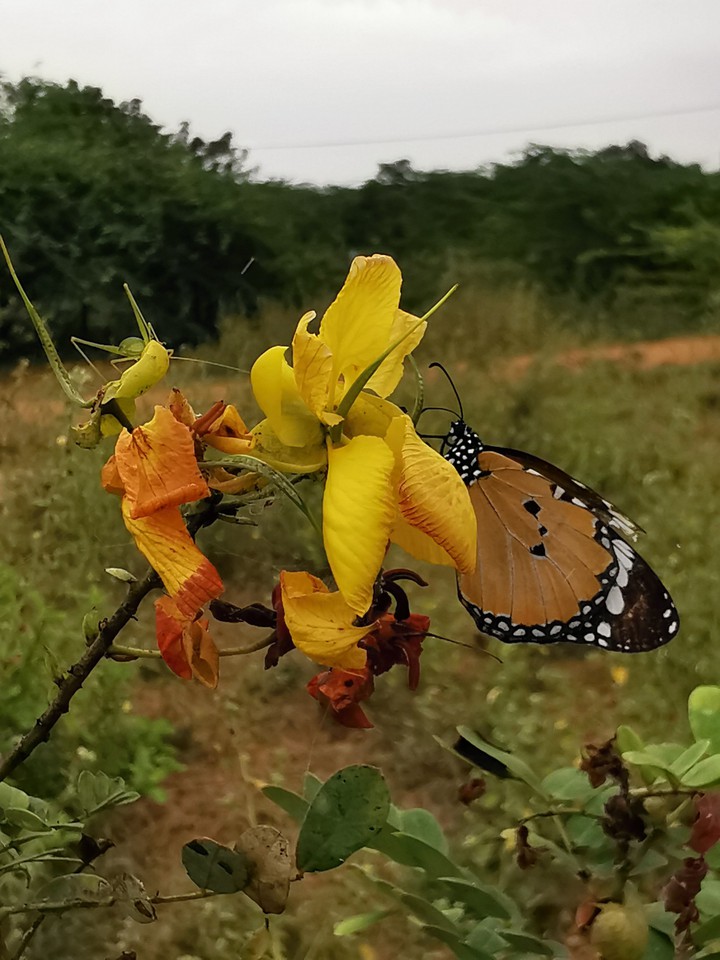 Butterfly at its duty