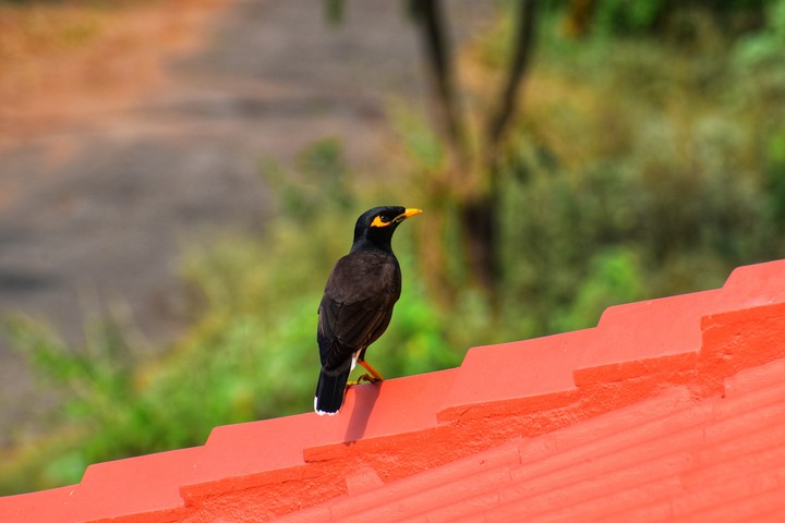 Common Myna