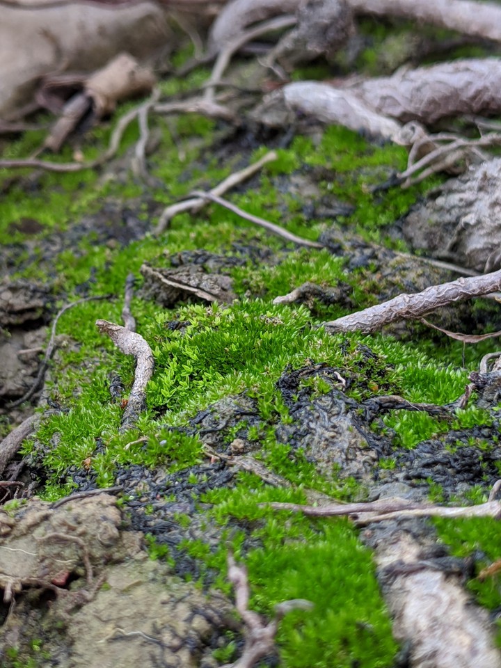 moss