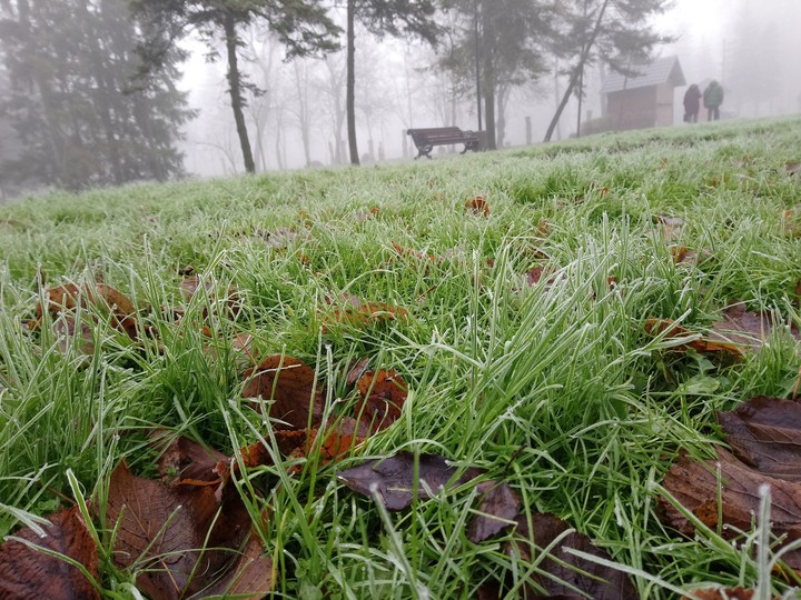 Walking in the park among fog