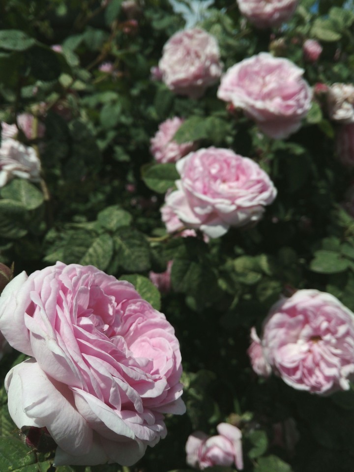 rose