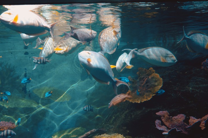Aquarium