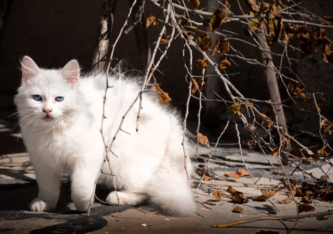 cats