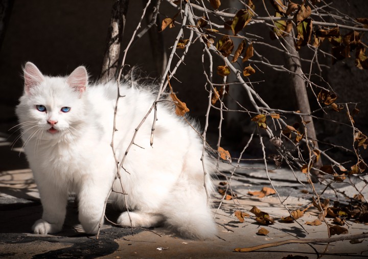 cats