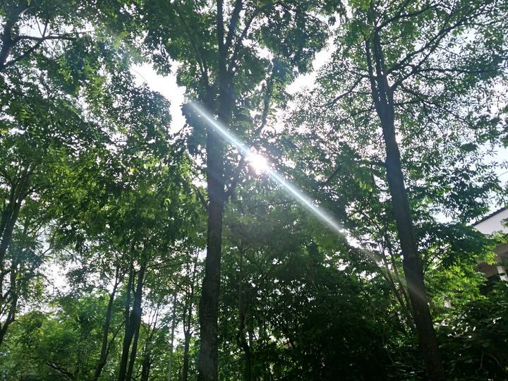 The Trees With The Sun