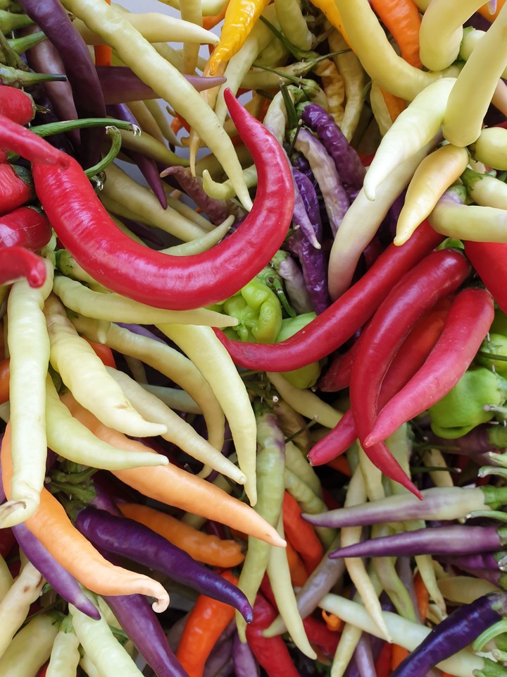 Spanien Chilli Bunt