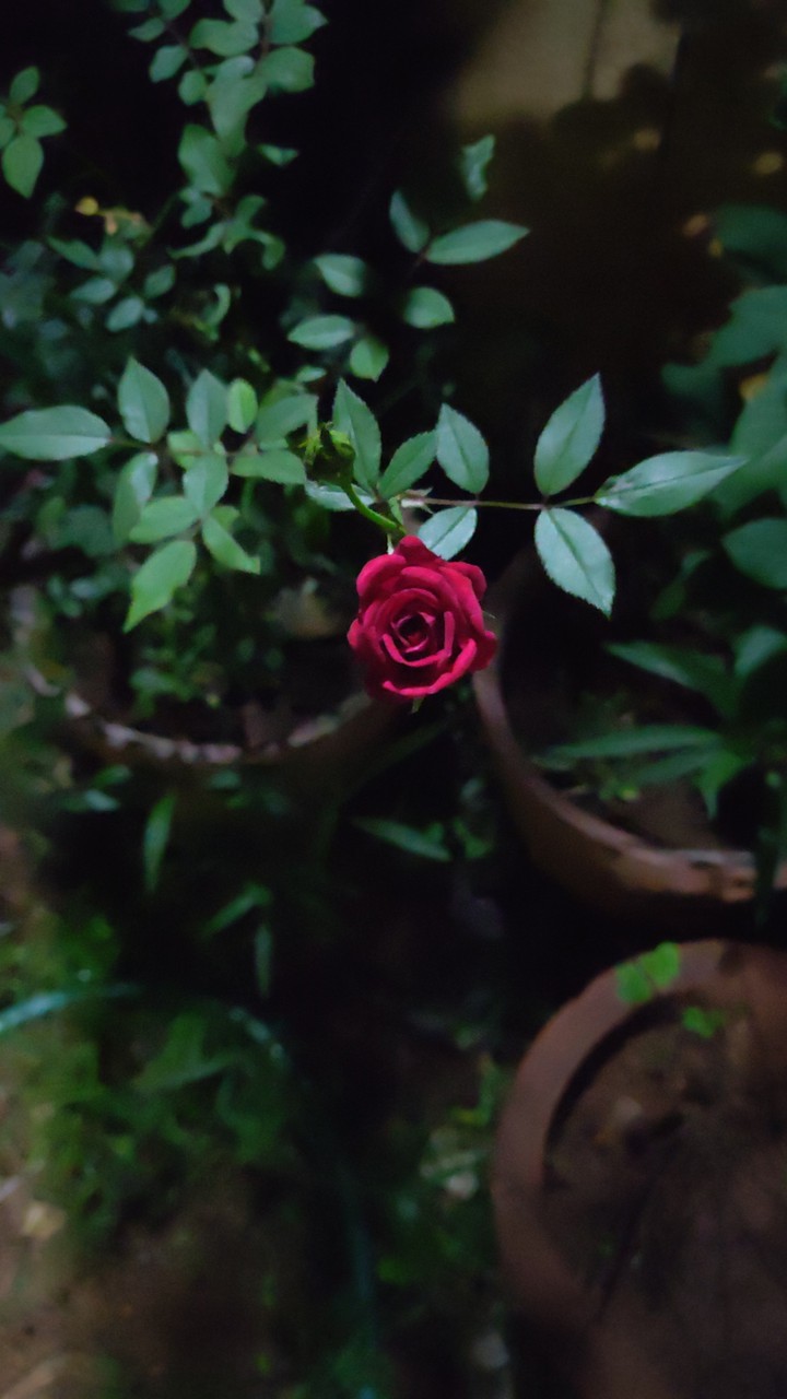 red rose