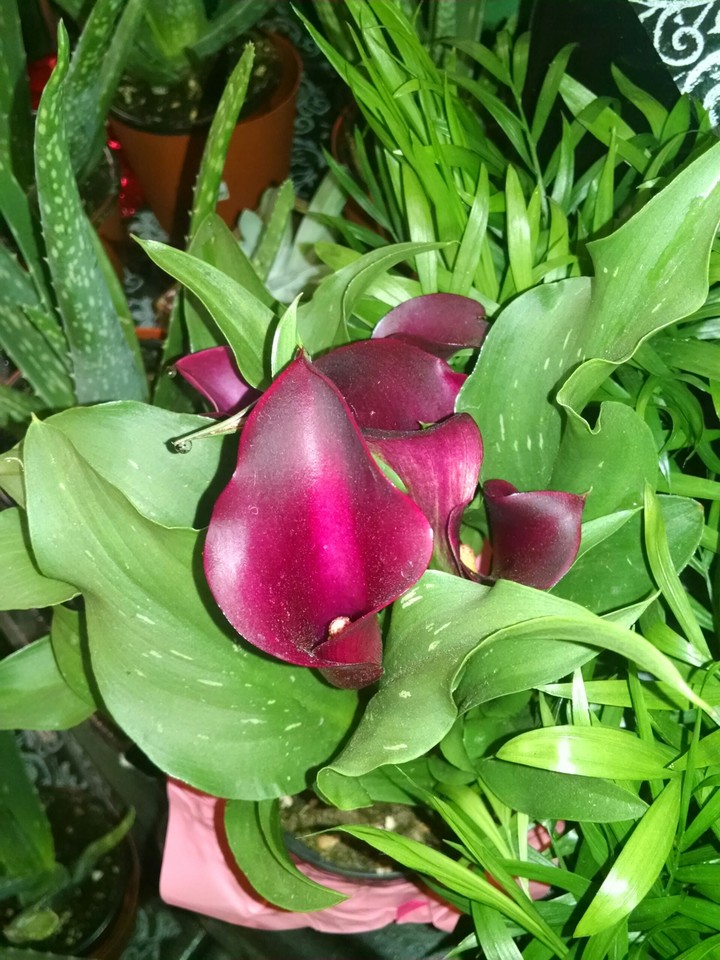 Calla Lily