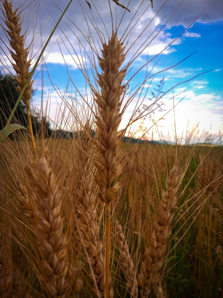 Grain