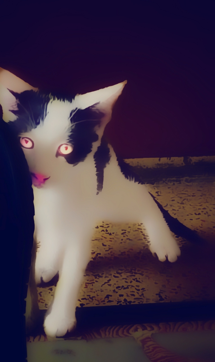 cute cat