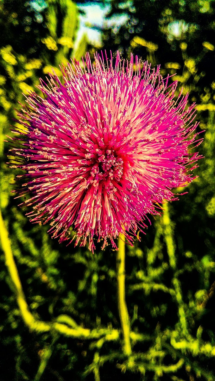 Flower Power