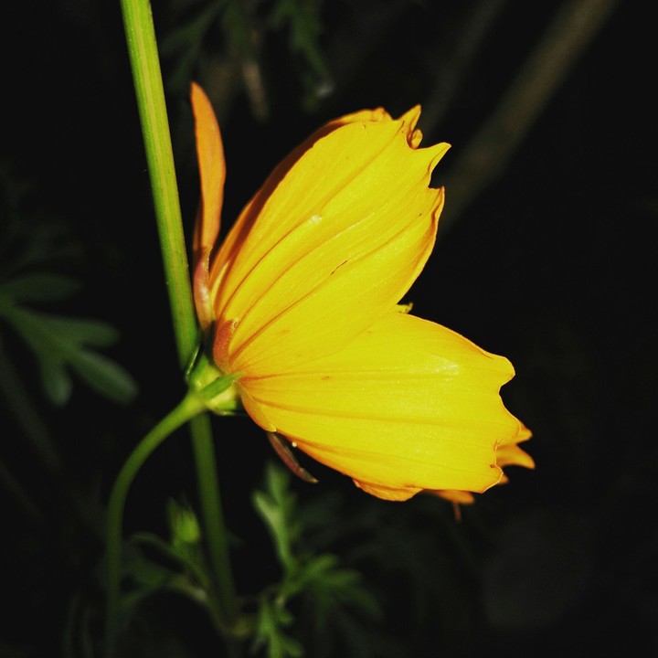 yellow flower