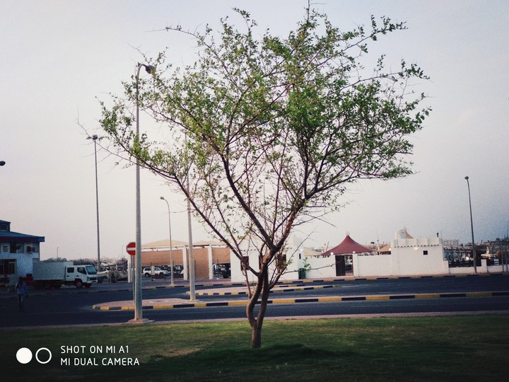tree