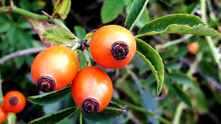 beautiful  rosehips