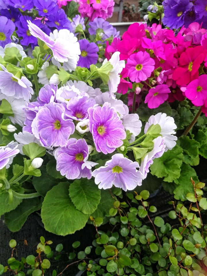 Blumen für den Garten
