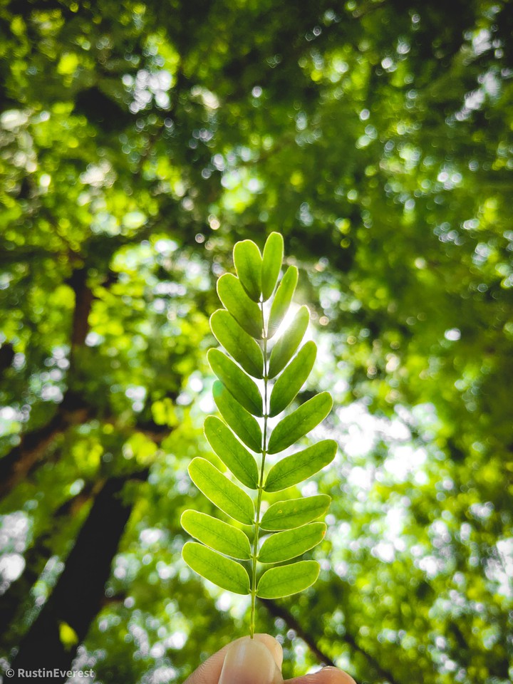 Green bright