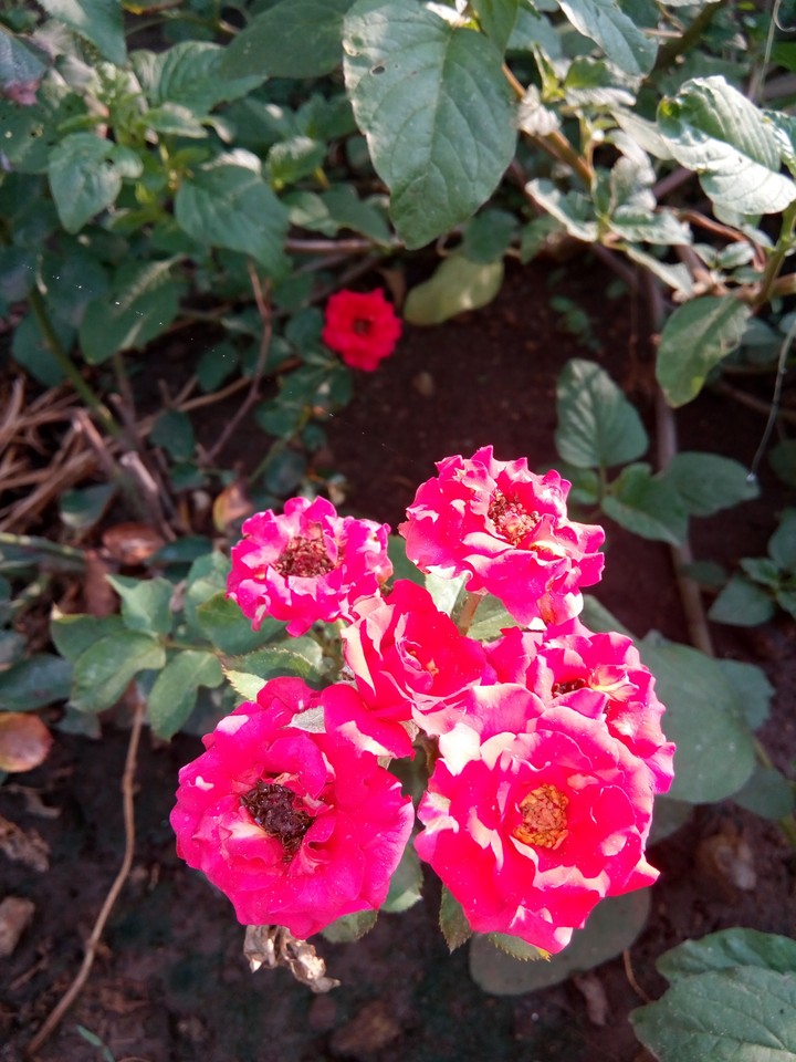 rose