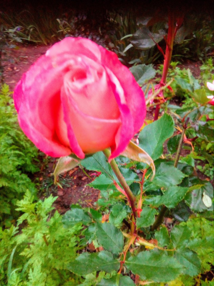 Rosa