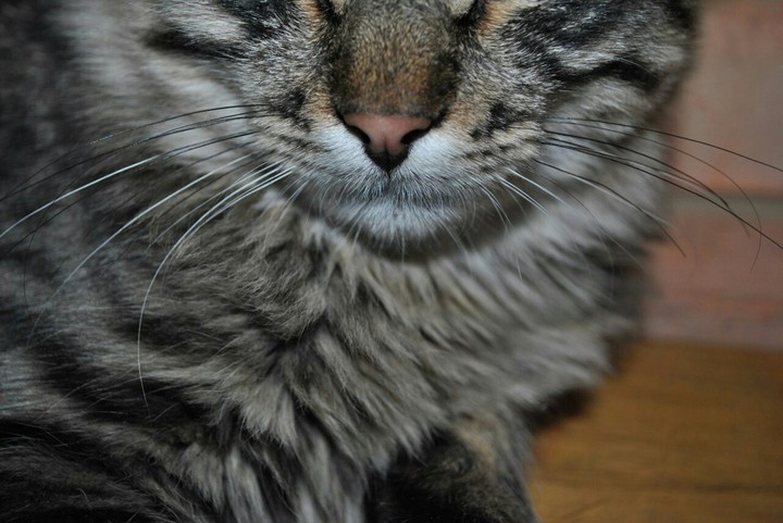 коте