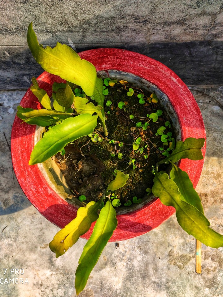 #grass#pot