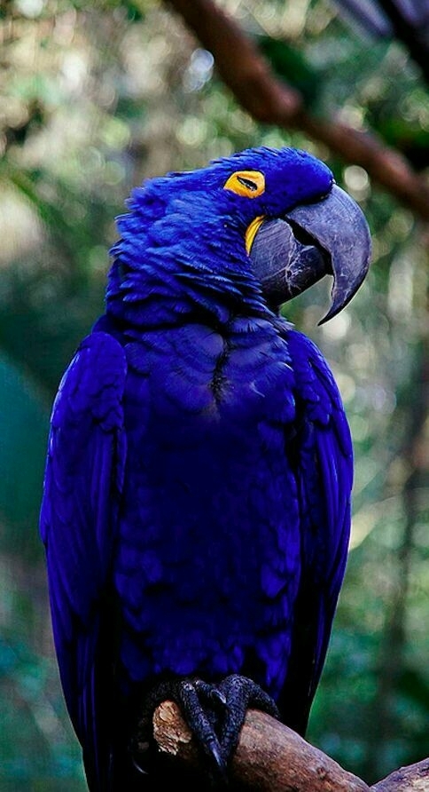papagaio azul criação da natureza