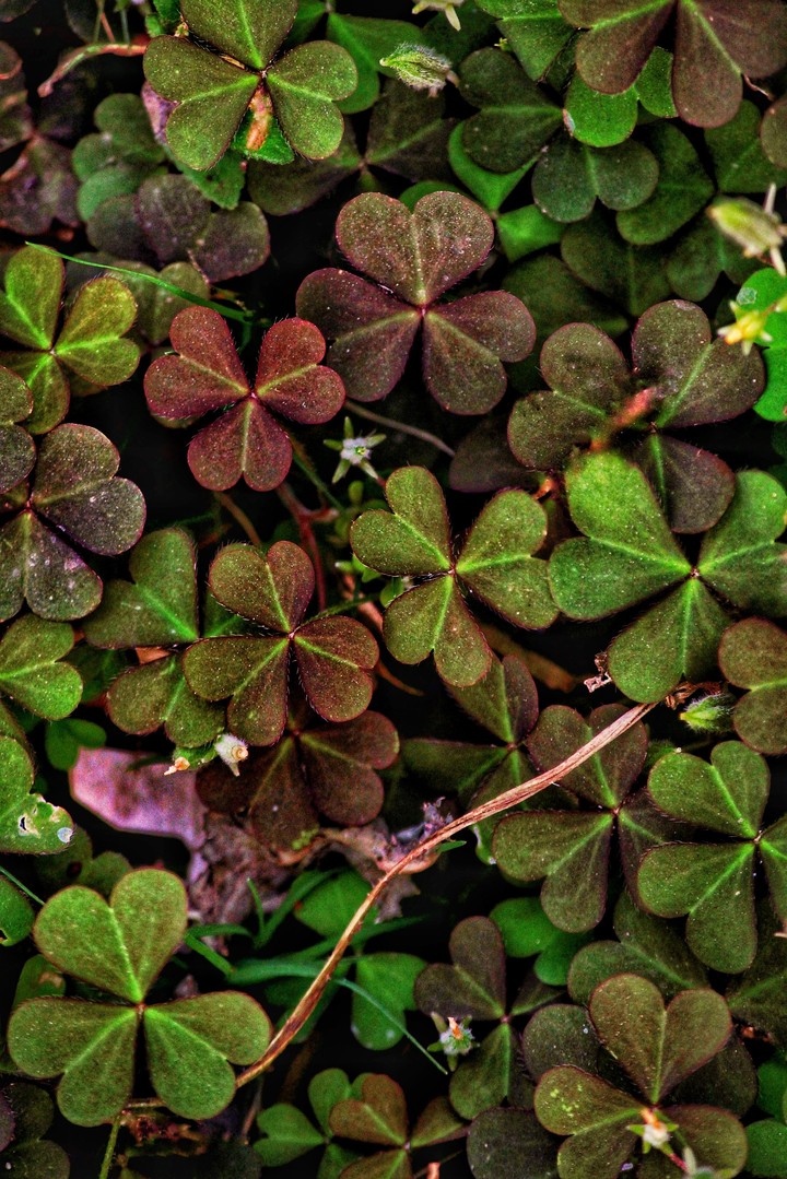 flowery leaves...