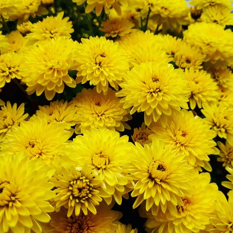 yellow flowers