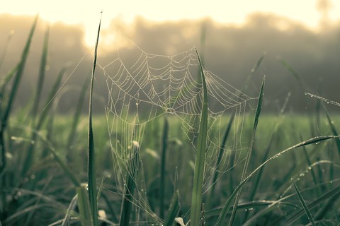 spider web
