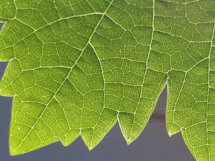 plant