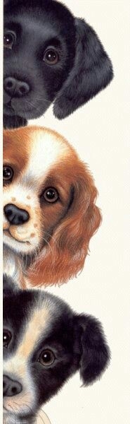dogs