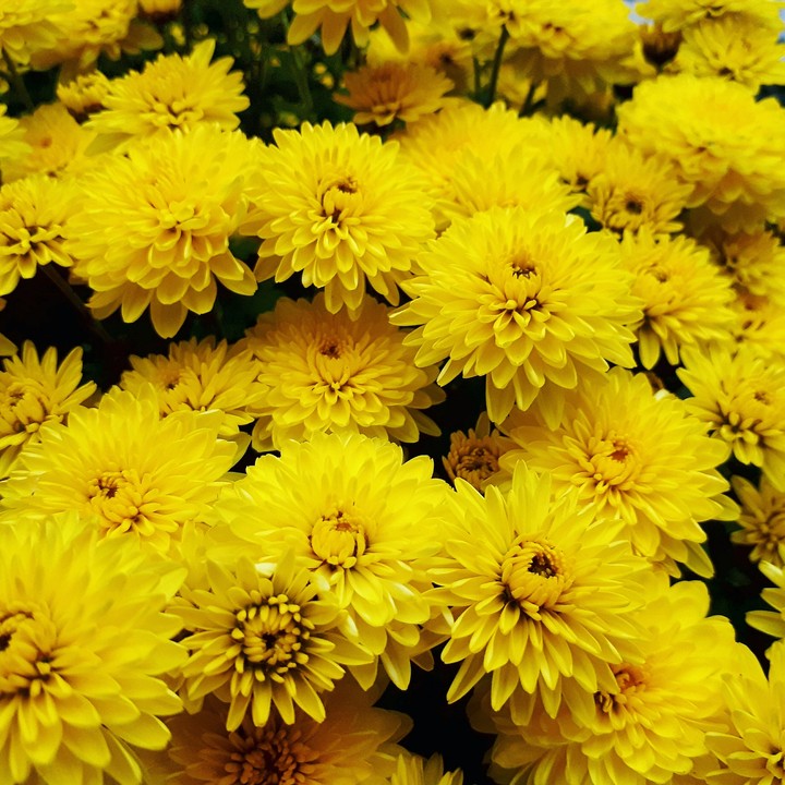yellow flowers