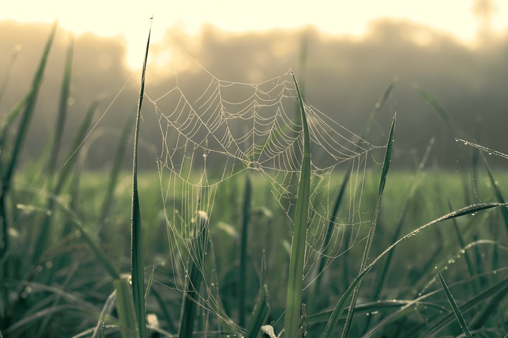 spider web