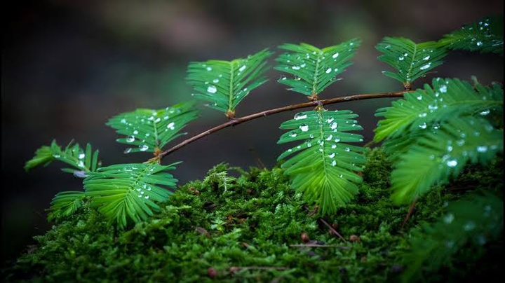 dew drops