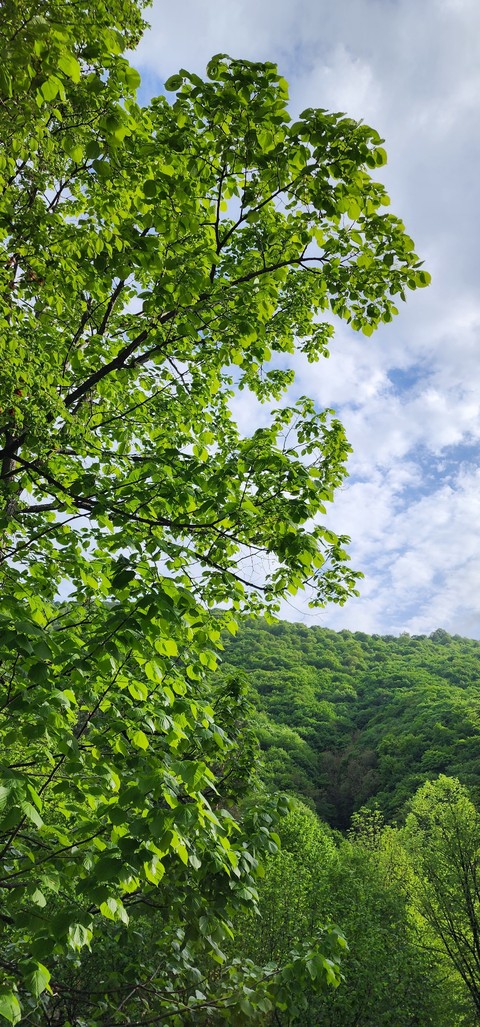 sfondi ecoregion, forest