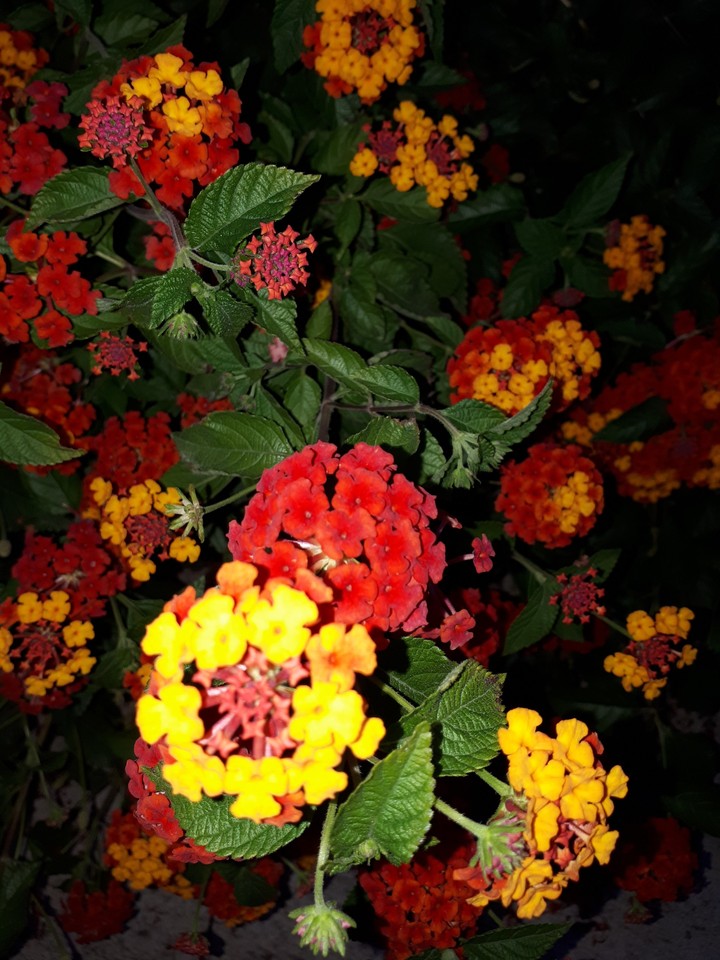 yellow red love  / beauty of colors