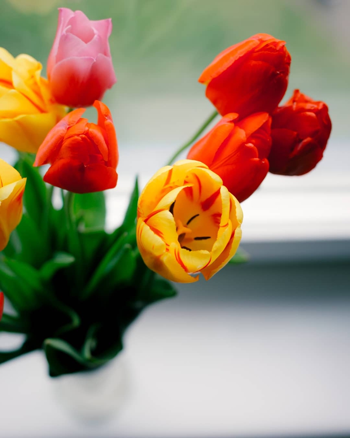 tulips