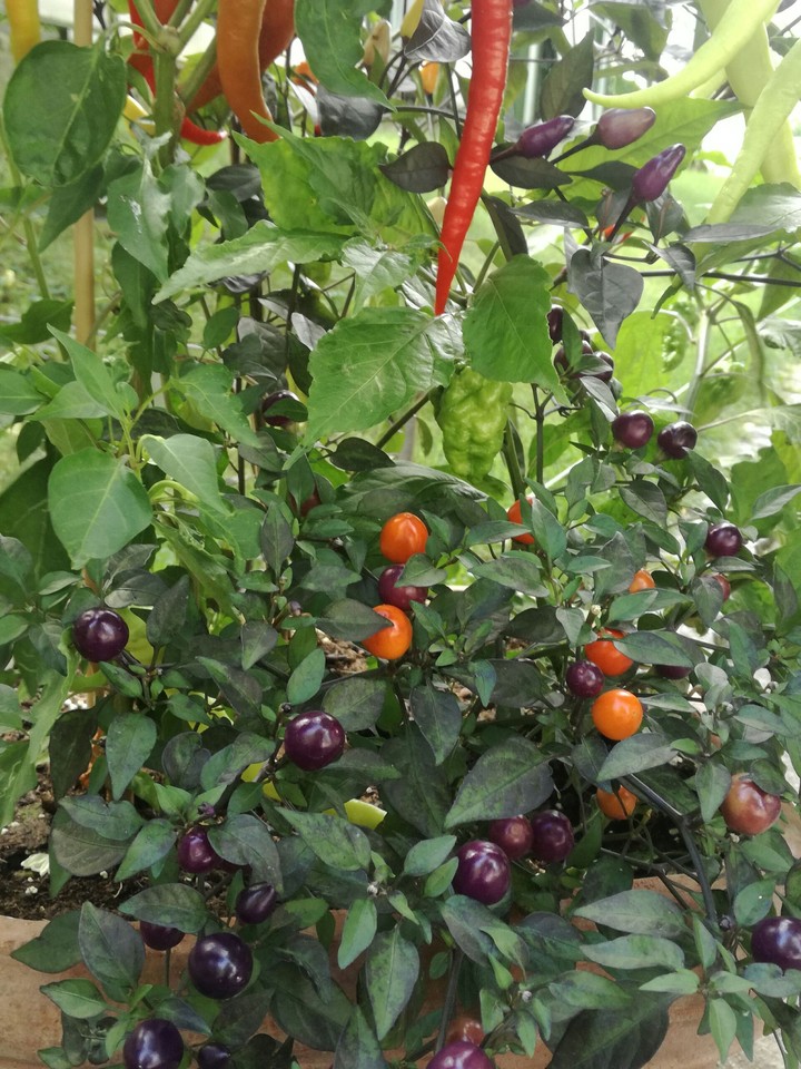 Hot Chilli