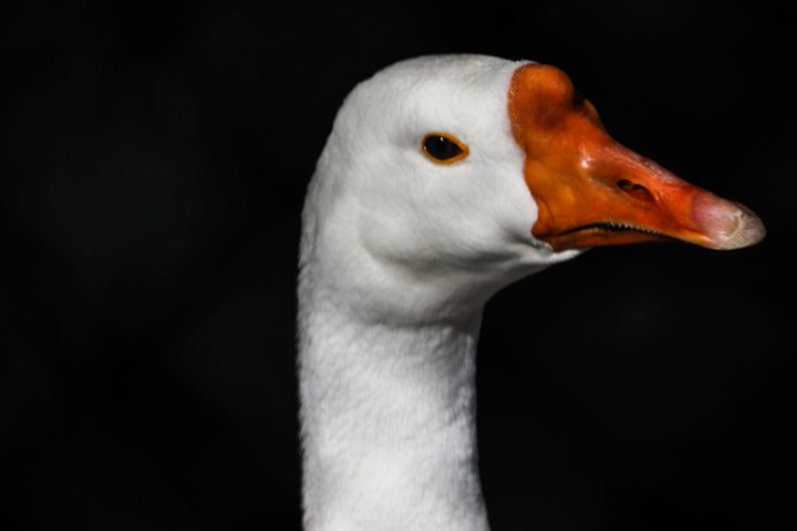 Siberain Crane