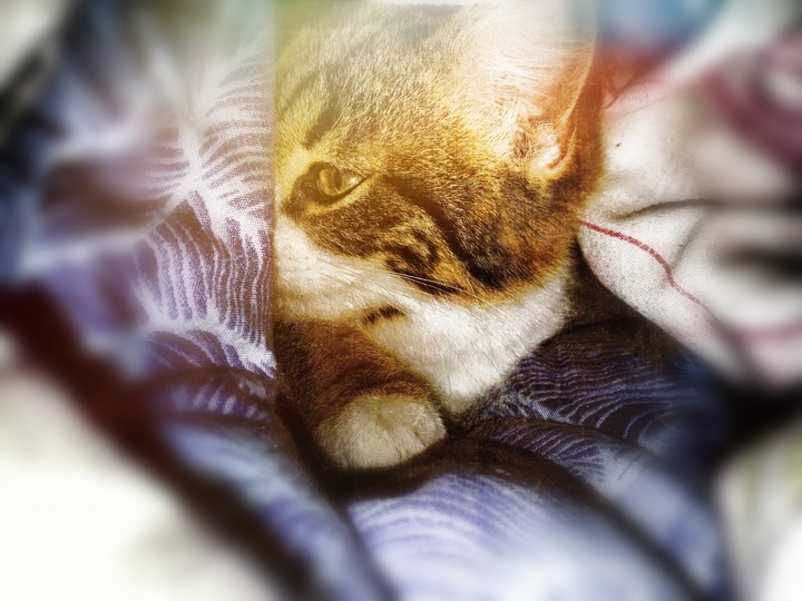 #кошка