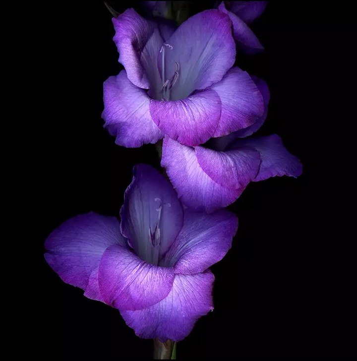 gladiolus