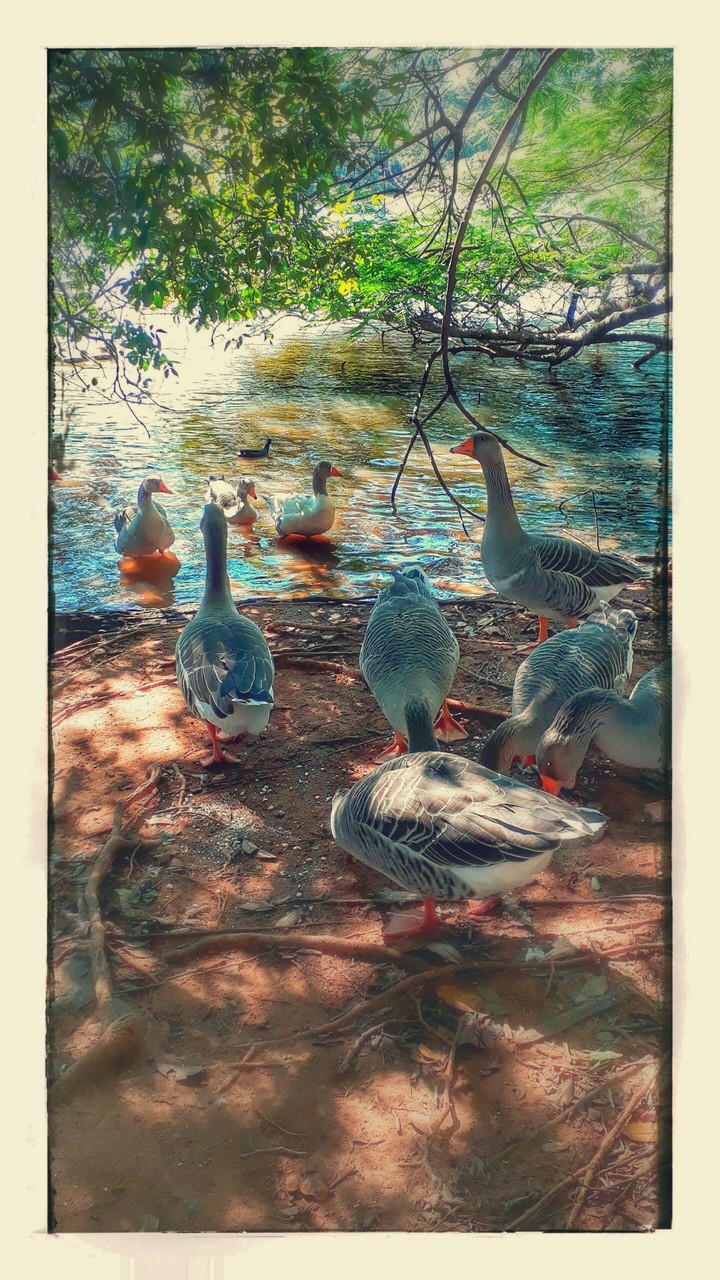 Ducks! Campinas city Sao Paulo State - Brazil