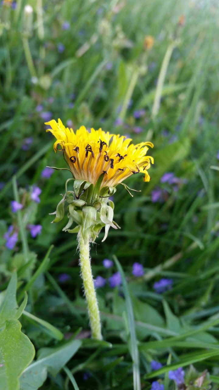 Perfect dandelion