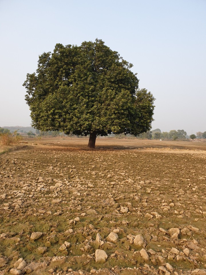 the village tree
