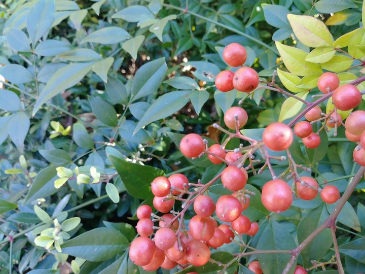 Holly Berries