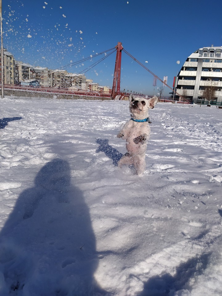 winter dog
