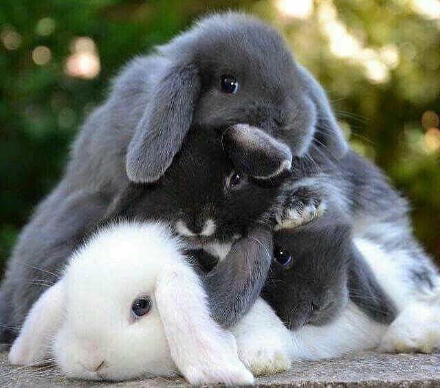 easter bunnies!!! ?