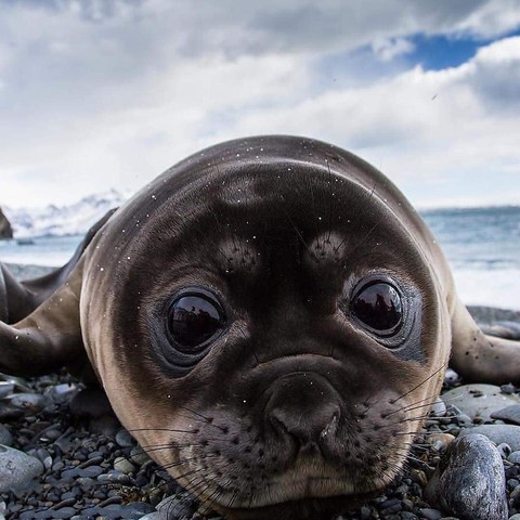 hình nền seals, mammal