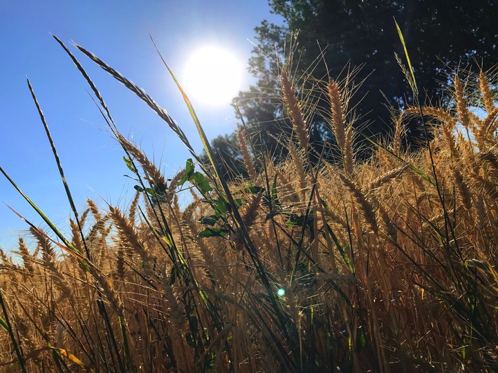 Field in Summer