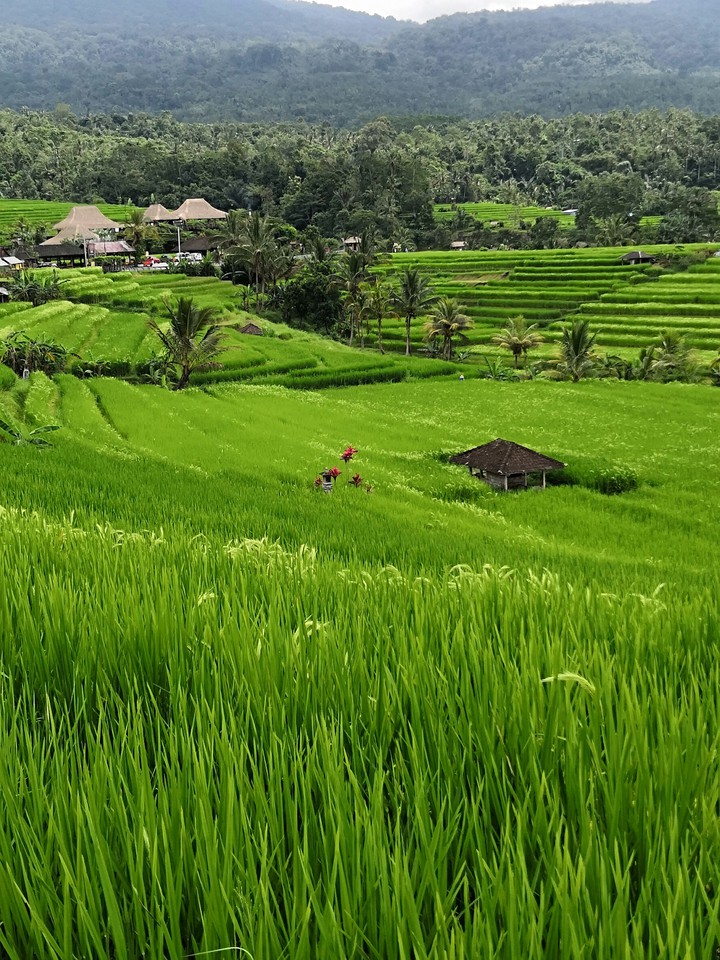 Bali