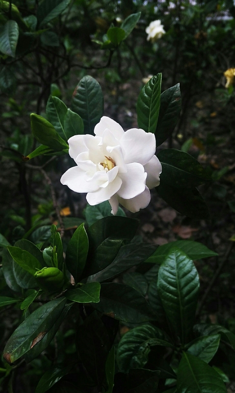 White Flower